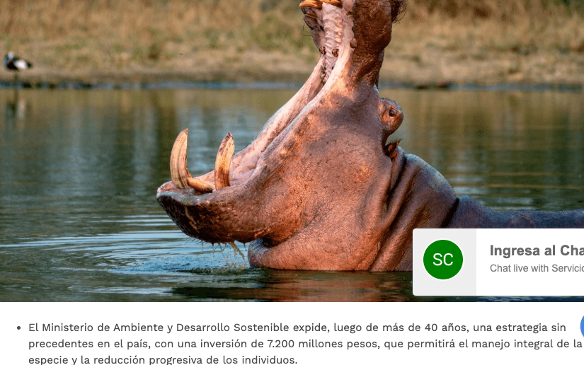 Colombia to Cull Up to 80 of Pablo Escobar's Hippos After Seven Countries Refuse Them